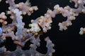 Bargibanti Pygmy Seahorse Hippocampus bargibanti Royalty Free Stock Photo
