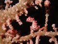 Bargibanti Pygmy Seahorses Royalty Free Stock Photo