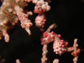 Bargibanti Pygmy Seahorses Royalty Free Stock Photo