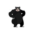 Baribal angry Emoji. American Black Bear evil emotion isolated