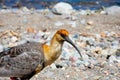 Bariloche bird called Bandurria Austral Theristicus melanopis