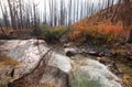 Baring Creek in Glacier National Park in Montana USA