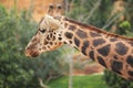 Baringo giraffe Royalty Free Stock Photo
