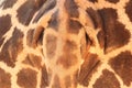 Baringo giraffe detail Royalty Free Stock Photo