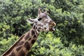 Baringo giraffe Royalty Free Stock Photo