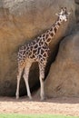 Baringo Giraffe - Giraffa camelopardalis rothschildii Royalty Free Stock Photo