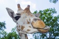 Baringo giraffe (Giraffa camelopardalis rotschildi) Royalty Free Stock Photo