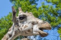 Baringo giraffe (Giraffa camelopardalis rotschildi) Royalty Free Stock Photo