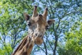 Baringo giraffe (Giraffa camelopardalis rotschildi) Royalty Free Stock Photo