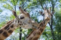 Baringo giraffe (Giraffa camelopardalis rotschildi) Royalty Free Stock Photo