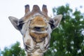 Baringo giraffe (Giraffa camelopardalis rotschildi) Royalty Free Stock Photo