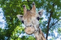 Baringo giraffe (Giraffa camelopardalis rotschildi) Royalty Free Stock Photo