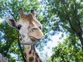 Baringo giraffe (Giraffa camelopardalis rotschildi) Royalty Free Stock Photo