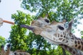 Baringo giraffe (Giraffa camelopardalis rotschildi) Royalty Free Stock Photo
