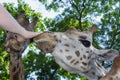 Baringo giraffe (Giraffa camelopardalis rotschildi) Royalty Free Stock Photo