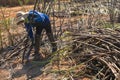 Sugar cane manual harvesting