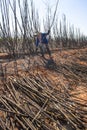 Sugar cane manual harvesting