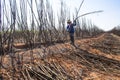 Sugar cane manual harvesting