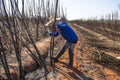 Sugar cane manual harvesting