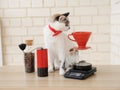 Barista cat. Alternative manual hand brewing coffee. Drip batch filter. Red coffee grinder. Electronic scale