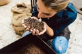 Barista woman testing the aroma of fresh coffee beans