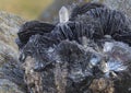 barite and hyaline quartz crystals