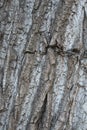 Bark abstractions. Old, big tree Eyes and Faces. Rugged skin. Royalty Free Stock Photo