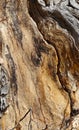 Bark on an ancient cottonwood tree Royalty Free Stock Photo