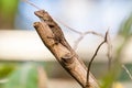 Bark anole on a tree branch. Anolis distichus. Royalty Free Stock Photo