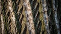 The bark appears rugged with dark crenellations interspersed with lighter Royalty Free Stock Photo