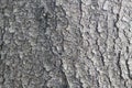 Aspen bark, texture Royalty Free Stock Photo