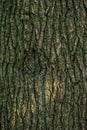 Bark of the Atlas Cedar Royalty Free Stock Photo