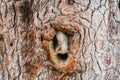 Bark background of massive pine tree