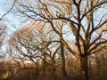 bark bark trees line of branches nature landscape outside canopy