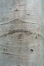 Bark of an beech tree, background texture