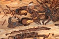 bark beetle as dangerous insect Royalty Free Stock Photo