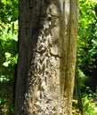 Bark Beetle Damage , Nacogdoches, TX Royalty Free Stock Photo