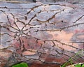 Bark beetle galleries engraving the sapwood of the tree trunk. Wooden texture. Royalty Free Stock Photo