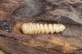Bark beetle larva close-up inside wood Royalty Free Stock Photo