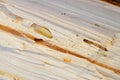 Bark Beetle pupae and galleries in wood Royalty Free Stock Photo