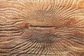 Bark beetle texture Royalty Free Stock Photo
