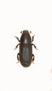 Bark Beetle on white Background Royalty Free Stock Photo