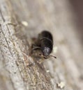 Bark beetle on wood.