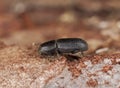 Bark beetle on wood. Royalty Free Stock Photo