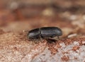 Bark beetle on wood.