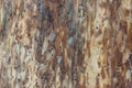 Bark beetle wood texture