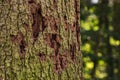Bark beetles cause forest dieback in German forests