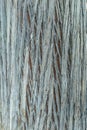 Bark wood texture background Royalty Free Stock Photo