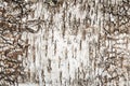 the bark of the birch is close-up. Wood texture Royalty Free Stock Photo