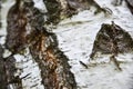 Birch tree bark, ant on bark, close-up, texture and background Royalty Free Stock Photo